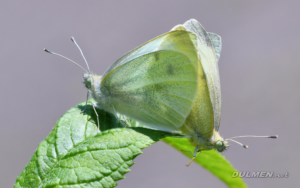 Cabbage White (Pieris rapae)